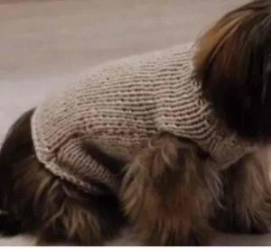 tricoter des manteaux pour petits chiens