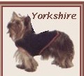 tricoter un manteau pour basset, fox, yorkshire