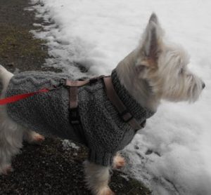 tricoter des manteaux petits chiens : patron manteau chien